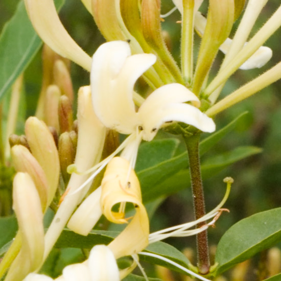 Zoom: Honeysuckle aglow on the regenerating foothills of Sgurr a'Choire-bheithe