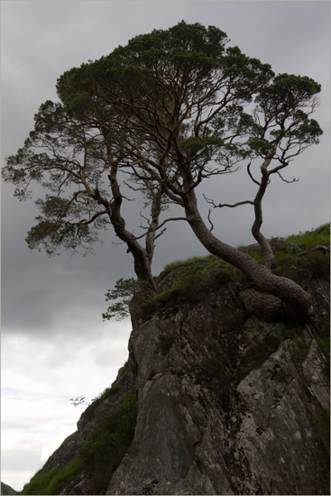 Clinging to a rock above a bend in the Barisdale River