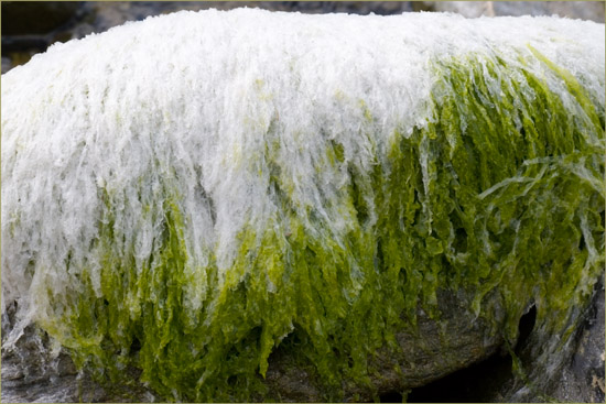 Living rock in the burn on the beach at Poll a' Mhuineil (the Pool of the Neck)