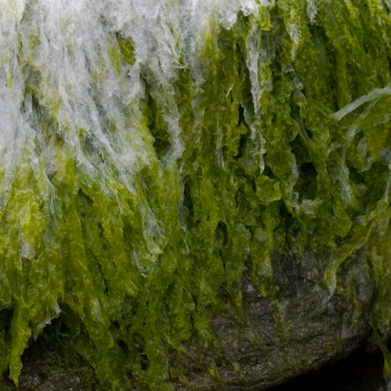 Living rock in the burn on the beach at Poll a' Mhuineil (the Pool of the Neck)