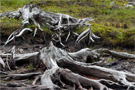 Along Loch Quoich's bleak shore, eroding victims of an insatiable craving for energy