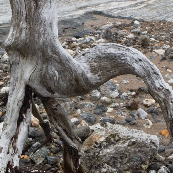 Zoom: Fossilized triffid, emerging from Loch Quoich