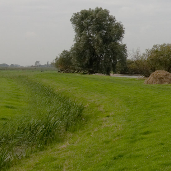 Wilgen langs de Oosterkoog aan het IJsselmeer tegenover Etersheim; in de verte Hoorn en West-Friesland