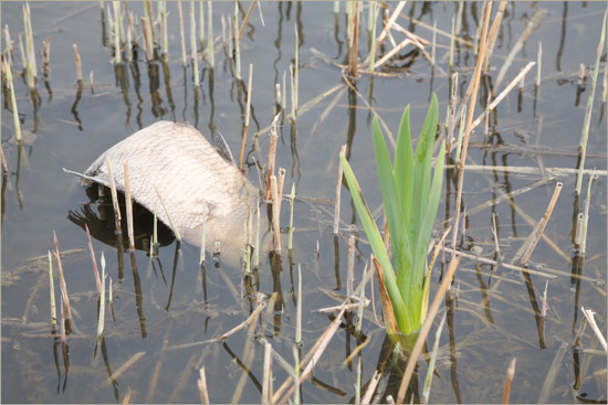 Arme vis – gestorven tussen het opkomende riet in de ringsloot, langs de Beetskoogkade