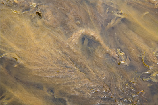 Concentrated life, but not as we know it, in Barisdale Bay at low tide