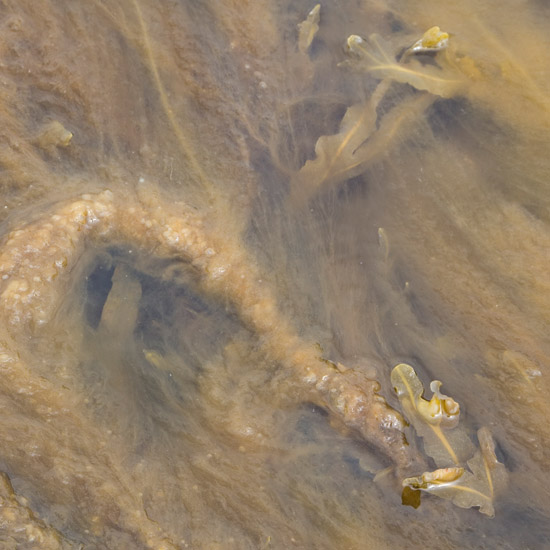 Concentrated life, but not as we know it, in Barisdale Bay at low tide