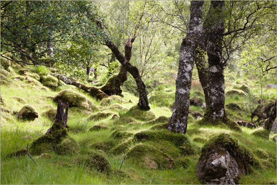 Ecological battlefield over Gleann Unndalain