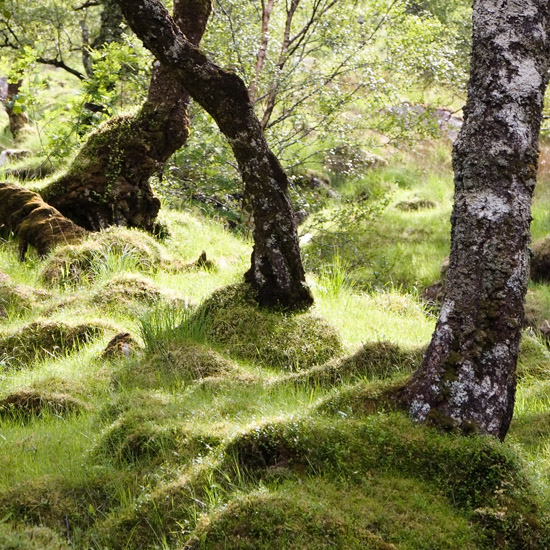 Ecological battlefield over Gleann Unndalain