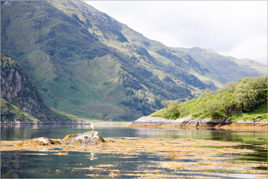 Morning sentinel at the narrows between Runival and Eilean Mhogh-sgeir