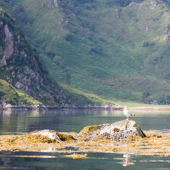 Morning sentinel at the narrows between Runival and Eilean Mhogh-sgeir