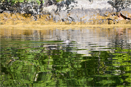 Crossing the green carpet you can't see a thing, as your eyes are under the surface