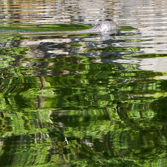 Crossing the green carpet you can't see a thing, as your eyes are under the surface