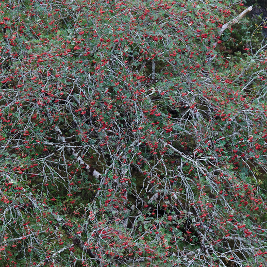 Rowan madly trying to impersonate a christmas tree