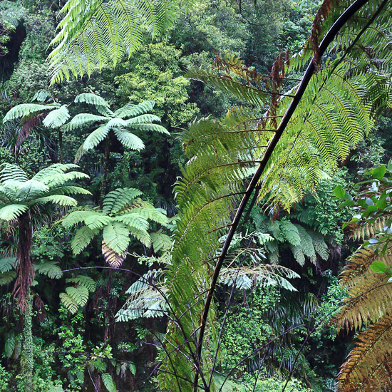 Through a gap in the rain forest (ceux ne sont pas les palmiers) 