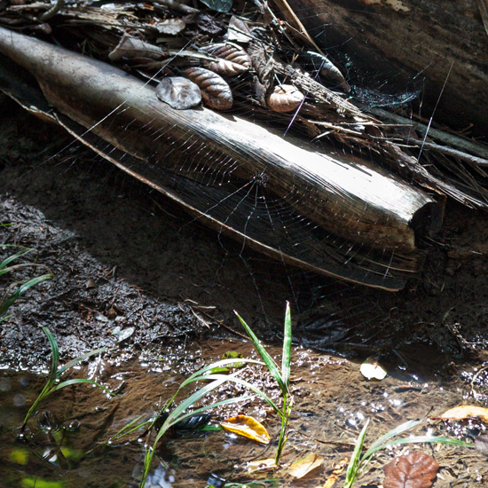 Hidden treasure revealed