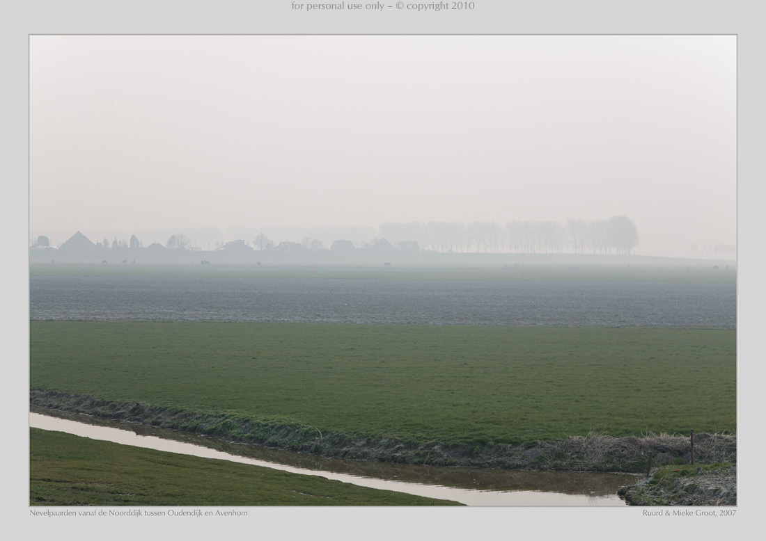 Nevelpaarden vanaf de Noorddijk tussen Oudendijk en Avenhorn